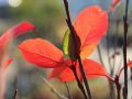 Aronia VIKING