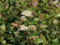Aronia VIKING