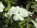 Dereń kousa EDDIES WHITE WONDER