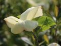 Dereń kousa EDDIES WHITE WONDER