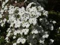 Dereń kousa EDDIES WHITE WONDER