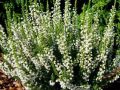 Wrzos LONG WHITE