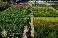 Żylistek STRAWBERRY FIELDS