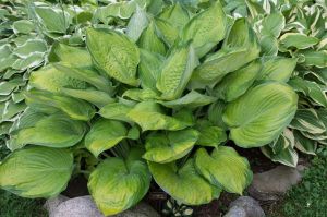 Hosta FINAL SUMMATION