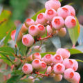 Borówka amerykańska PINK BONBONS