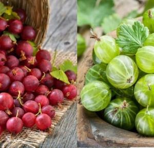 Egreš TRIUMF biely a červený DUO