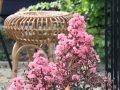 Lagerstroemia indyjska