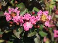 Lagerstroemia indyjska