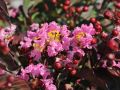 Lagerstroemia indyjska