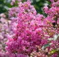 Lagerstroemia indyjska