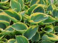 Funkia - Hosta LIBERTY