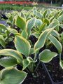 Funkia - Hosta LIBERTY