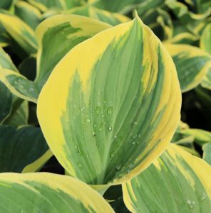 Hosta LIBERTY