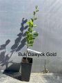 Buk kolumnowy DAWYCK GOLD