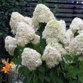 Hortensja Bukietowa PHANTOM