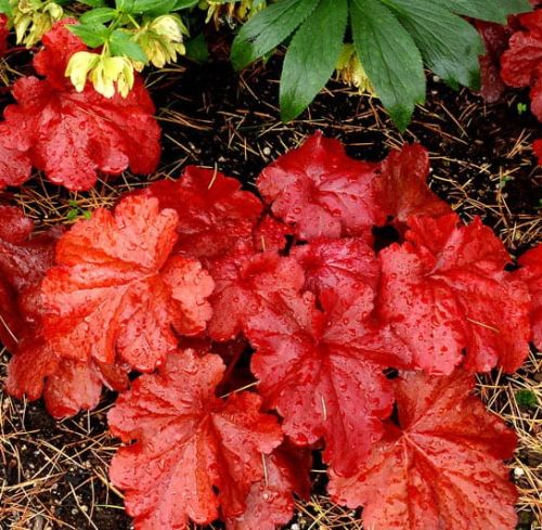 Heuchera FIRE ALARM