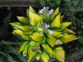 Funkia- Hosta ‘Orange Marmalade’