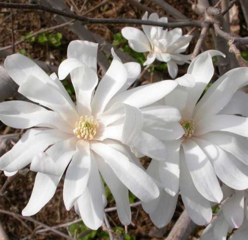 Magnólia Stellata ROYAL STAR