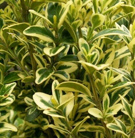 Buxus vždyzelený ELEGANTISSIMA