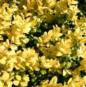 Bukspán LATIFOLIA MACULATA