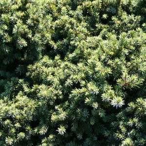 SMREK BIELY ECHINIFORMIS