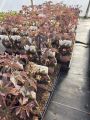 Piwonia Drzewiasta Japońska Bordowa