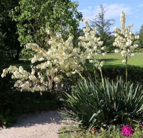 Juka karolínska YUCCA FILAMENTOSA