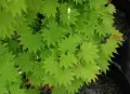 Klon SCHIRASAWY AUREUM