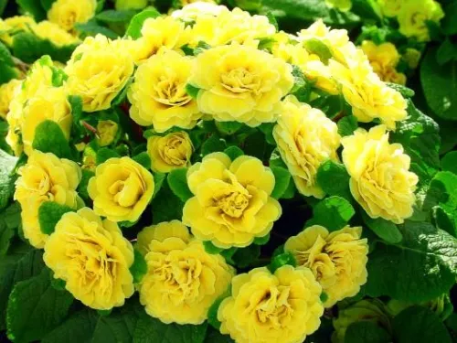 Prvosienka DAY GLO YELLOW