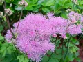Rutewka orlikolistna NIMBUS PINK