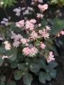 Rutewka orlikolistna NIMBUS PINK