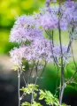 Rutewka orlikolistna NIMBUS PINK