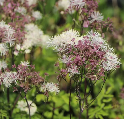 Žltuška orlíčkolistá NIMBUS WHITE