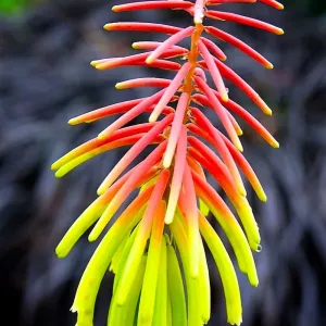 Kleopatrina ihla RUFA RASTA