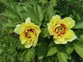 Piwonia ITON LEMON DREAM