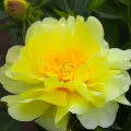 Piwonia ITON LEMON DREAM