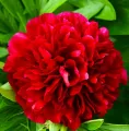 Piwonia RED CHARM