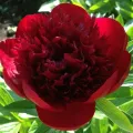 Piwonia RED CHARM