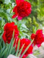 Piwonia RED CHARM