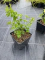 Kalina koralowa ROSEUM