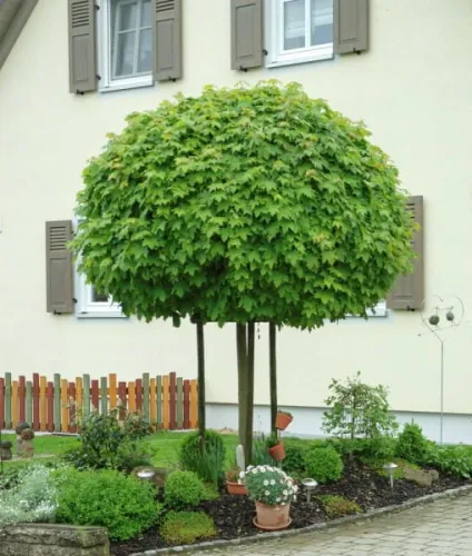 Javor obyčajný guľovitý GLOBOSUM 120cm