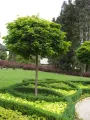 Klon pospolity, kulisty GLOBOSUM