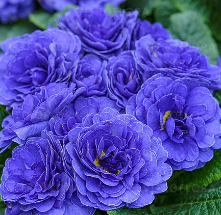 Prvosienka BELARINA BLUE CHAMPION
