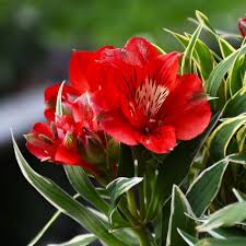 Alstroméria RED
