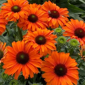 Echinacea MINEOLA