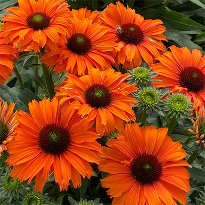 Echinacea MINEOLA