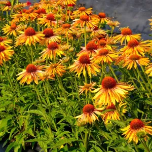 Echinacea KAHUNA