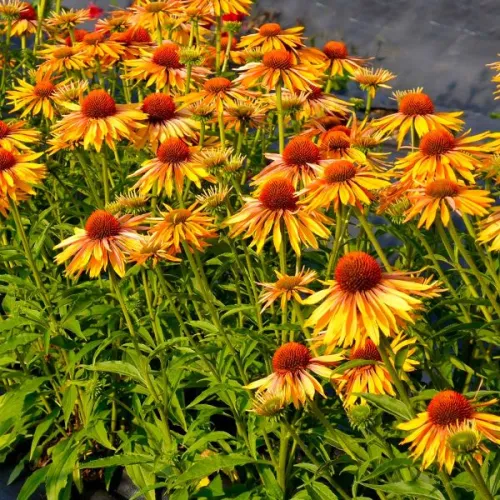 Echinacea KAHUNA