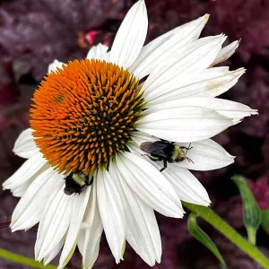 Echinacea KISMET WHITE