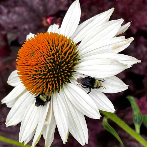 Echinacea KISMET WHITE